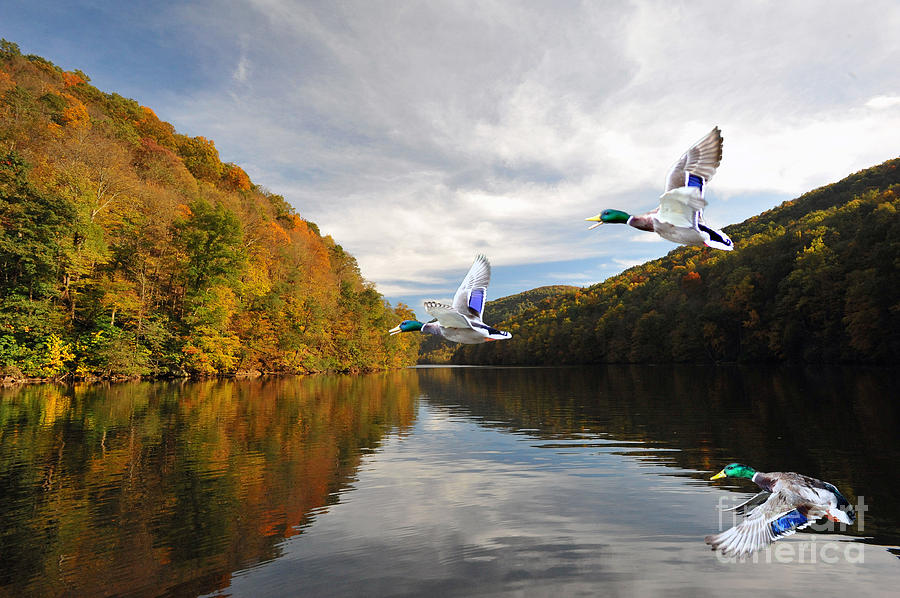 Mallard ducks in flight Photograph by Dan Friend