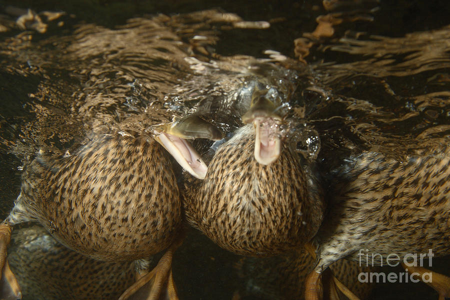 Mallard Ducks Underwater Photograph by Ted Kinsman