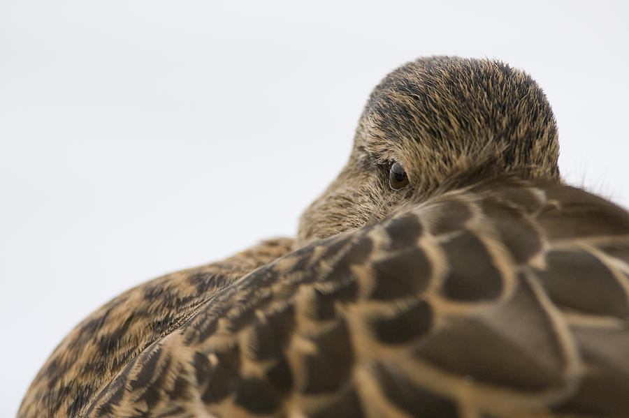 Mallard Female Peeking Over Feathers Photograph by Sebastian Kennerknecht