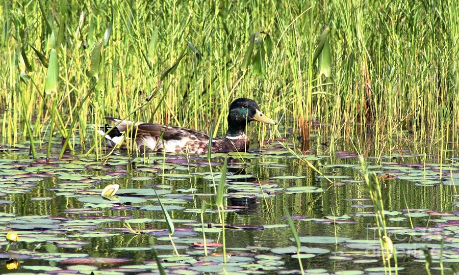 Mallard In Hiding Photograph By Dave Knoll - Fine Art America