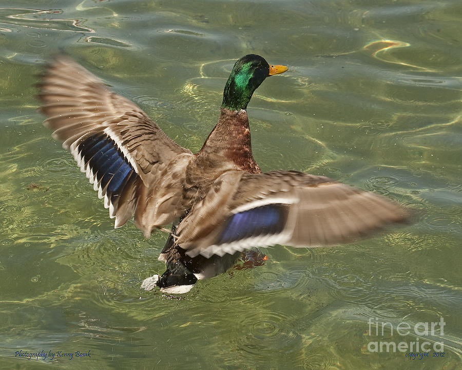 Male Mallard Duck Landing #1 Photograph by Kenny Bosak