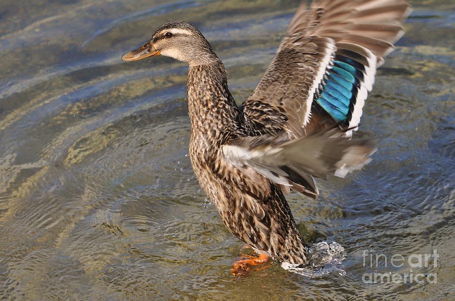 Duck Photograph - Mallard by Lisa Goddard