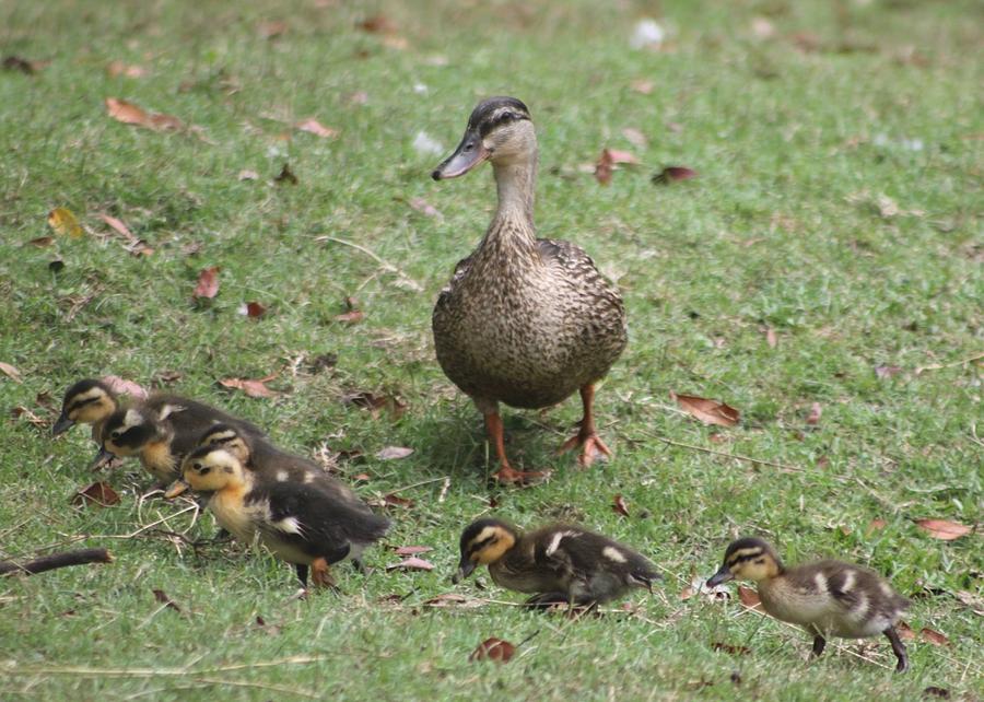 Mallard Mom and Ducklings Photograph by Jeanne Juhos