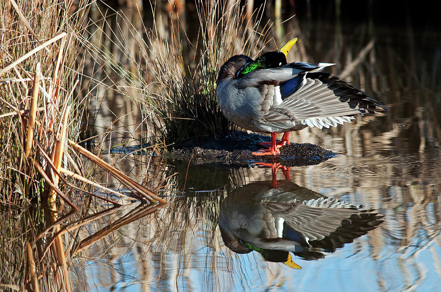 Mallard stretch Photograph by Terry Dadswell