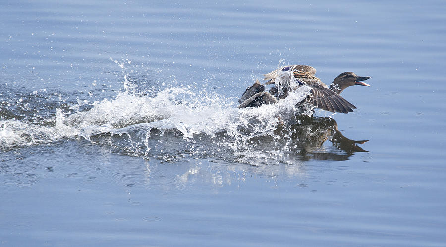 Duck Photograph - Mallard Take-Off by Howard Kennedy