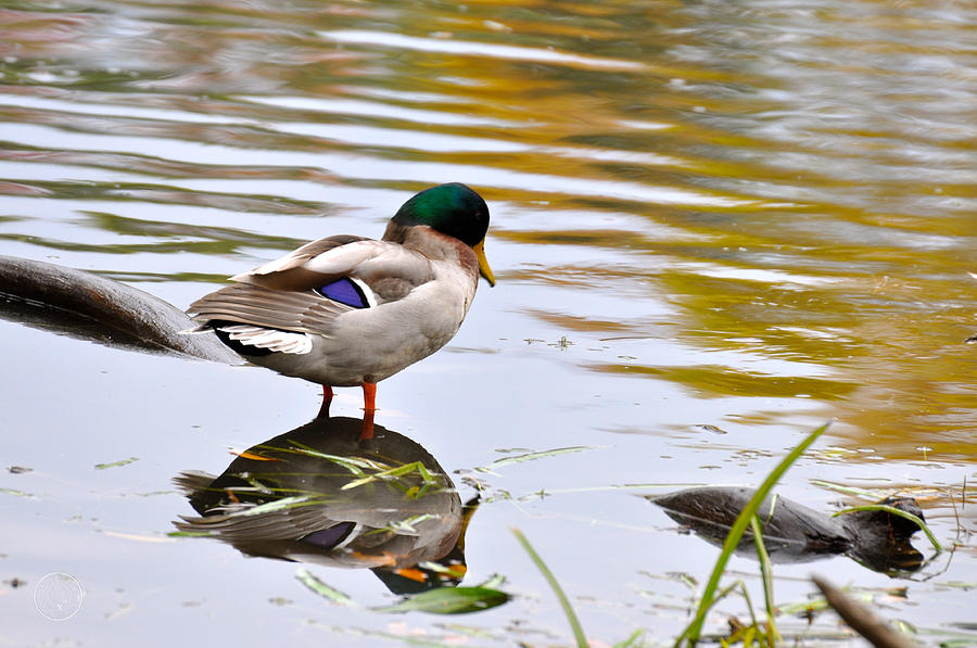 Mallard with a mirror Photograph by Healing Woman - Fine Art America