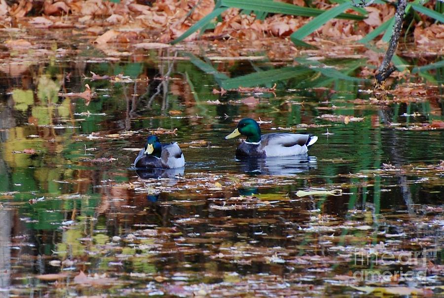 Ducks Photograph - Mallards 2 by Marsha Thornton Ducks Photograph - Mallards 2 by Marsha Thornton