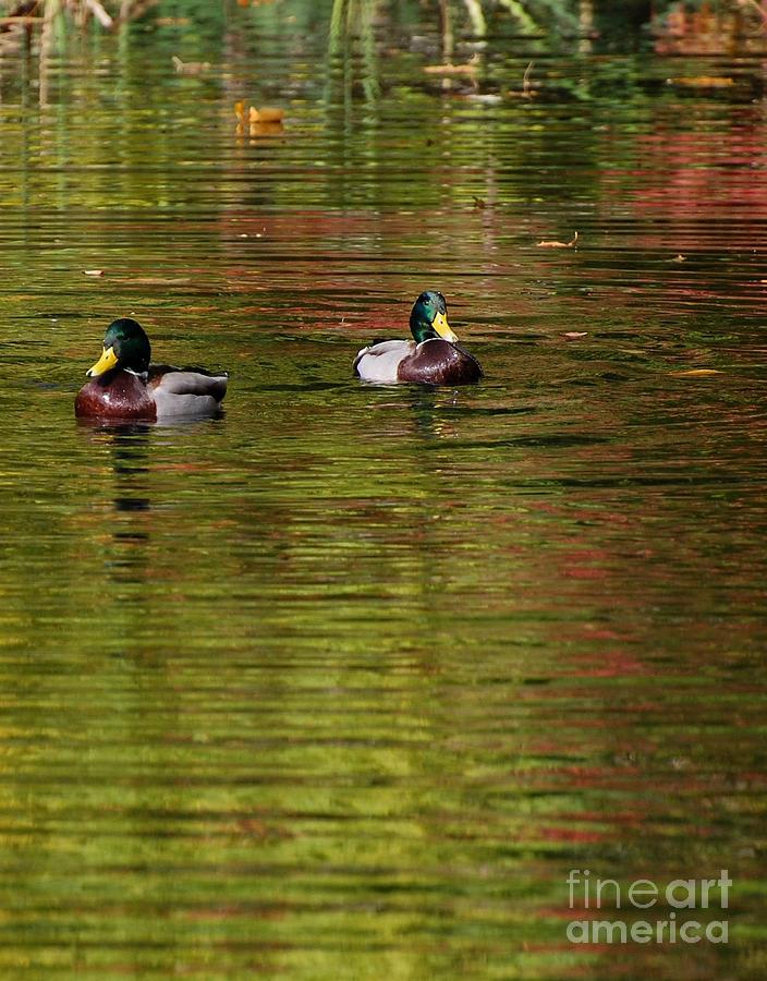 Ducks Photograph - Mallards 3 by Marsha Thornton Ducks Photograph - Mallards 3 by Marsha Thornton