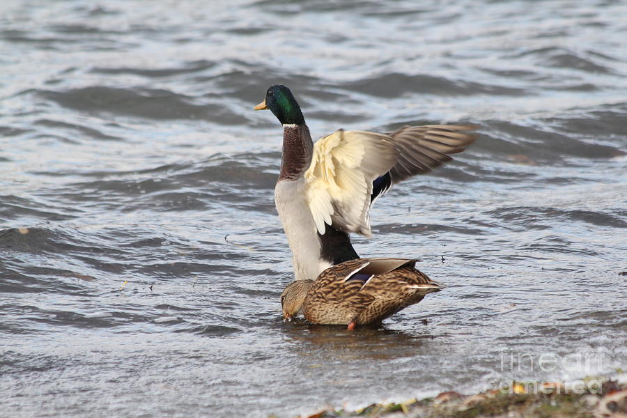 Duck Photograph - Mallards duck pair by Lori Tordsen