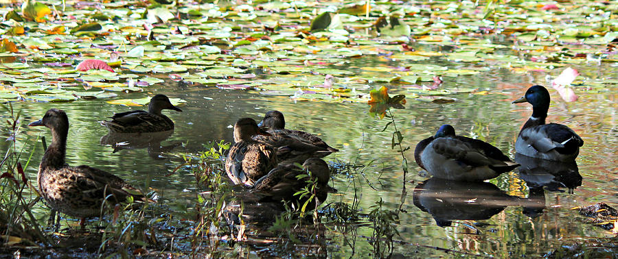 Mallards on the Pond Photograph by Jo Sheehan
