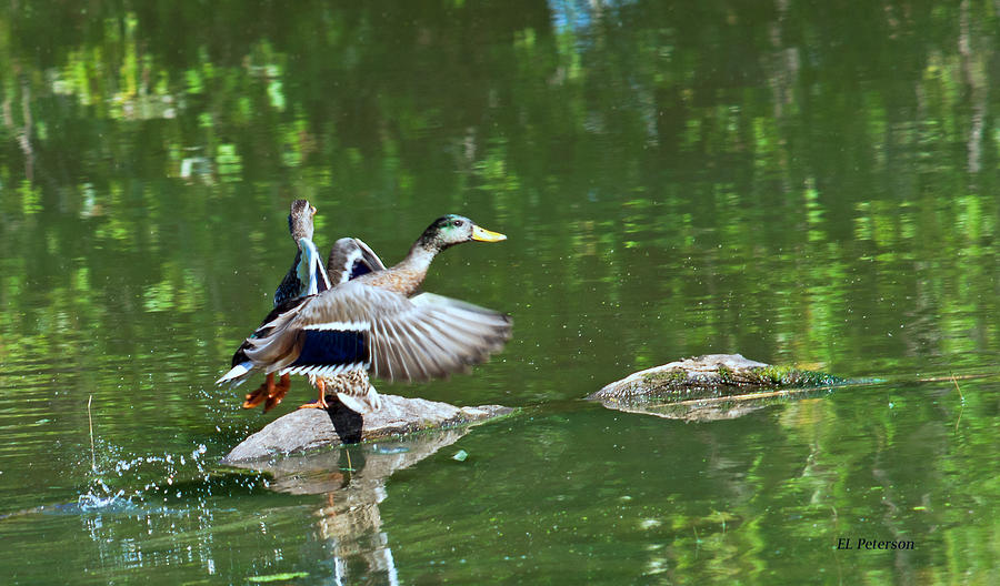 Mallards Taking Off Photograph by Ed Peterson