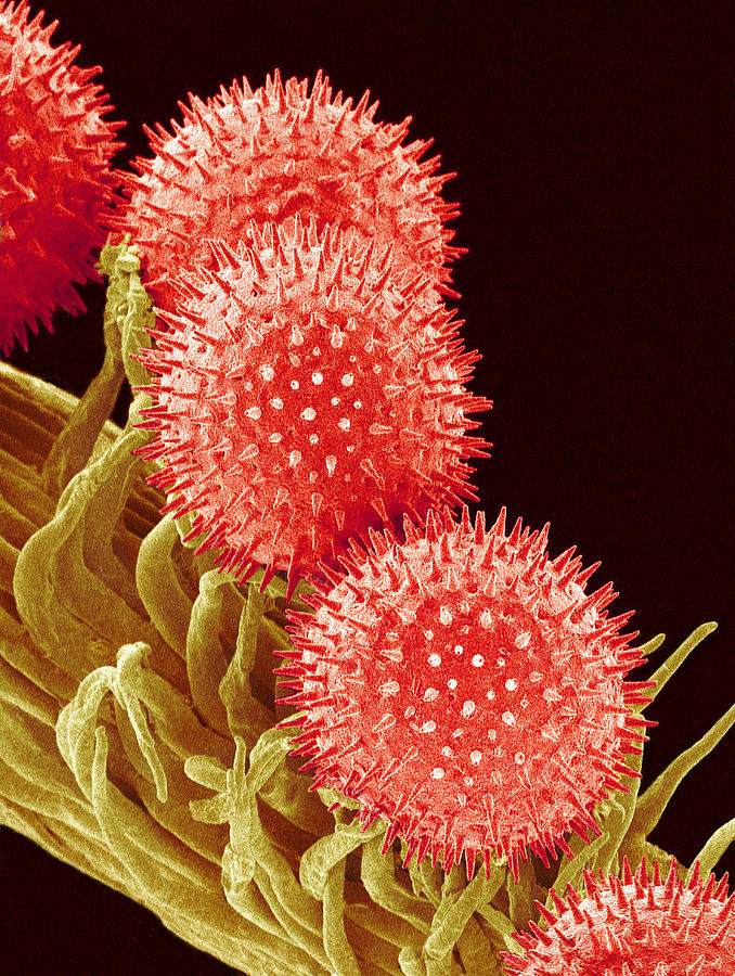 Nature Photograph - Mallow Pollen, Sem by Susumu Nishinaga