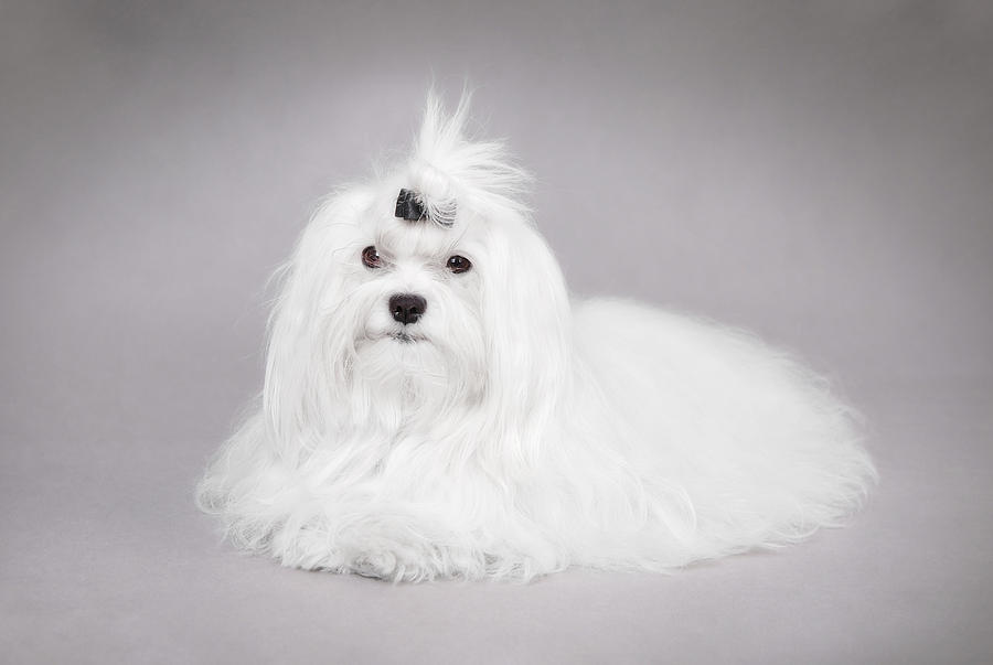 Maltese dog portrait Photograph by Waldek Dabrowski