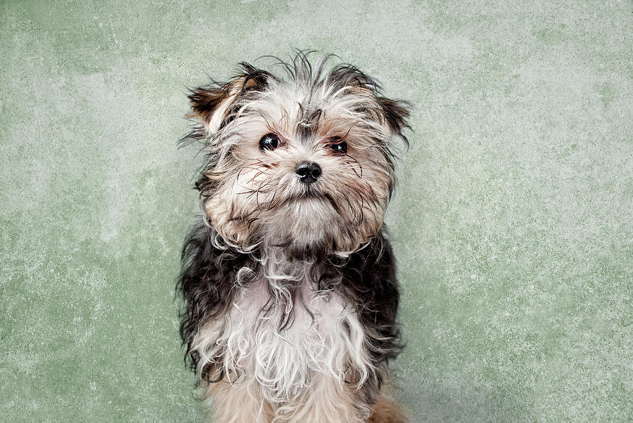 Maltese Mix On Green Background Photograph by Chad Latta Maltese Mix On Green Background Photograph by Chad Latta