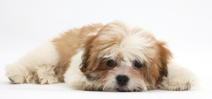 Nature Photograph - Maltese Shih-tzu Mix Puppy Lying Down by Mark Taylor