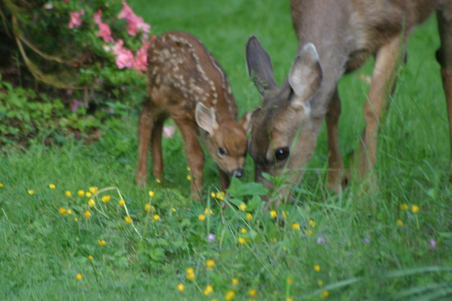 Mama and Spotted Baby Fawn Photograph by Kym Backland