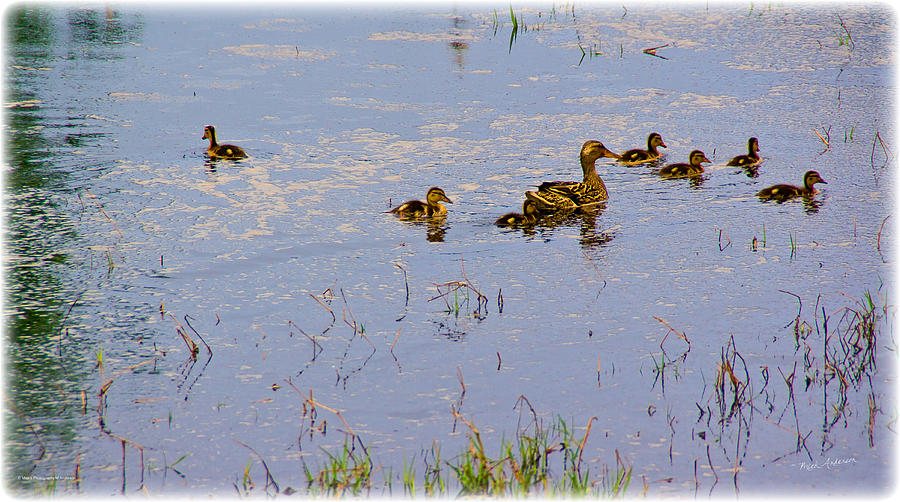 Mama Duck and the Kiddies Photograph by Mick Anderson