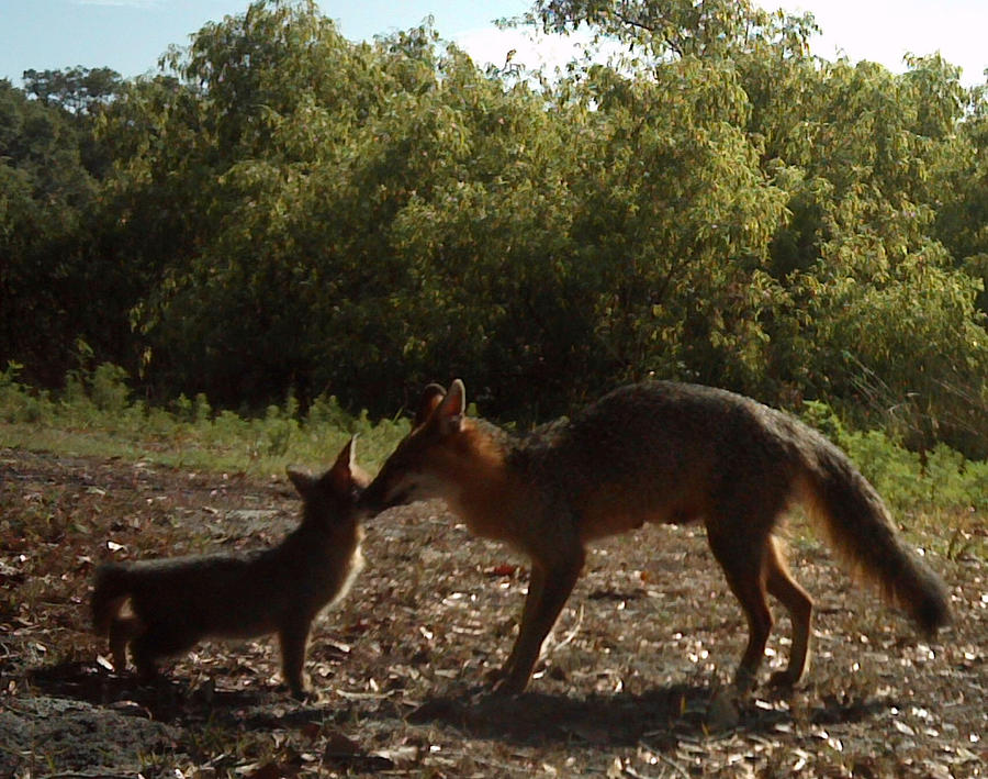 Mama fox and baby Photograph by Kenneth Buschbacher - Fine Art America