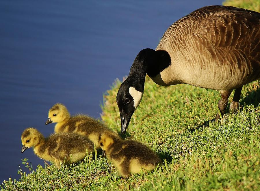 Mama Geese with her Babies Photograph by Paulette Thomas | Pixels