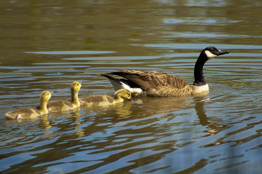 Mama Honker and Goslings Photograph by Kathy Clark