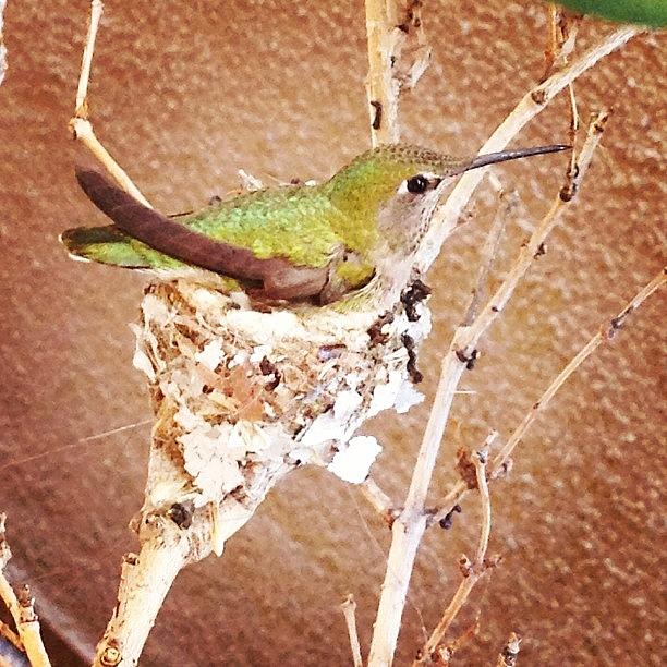 Mama Hummingbird At The Church!! Photograph by Pam Booher