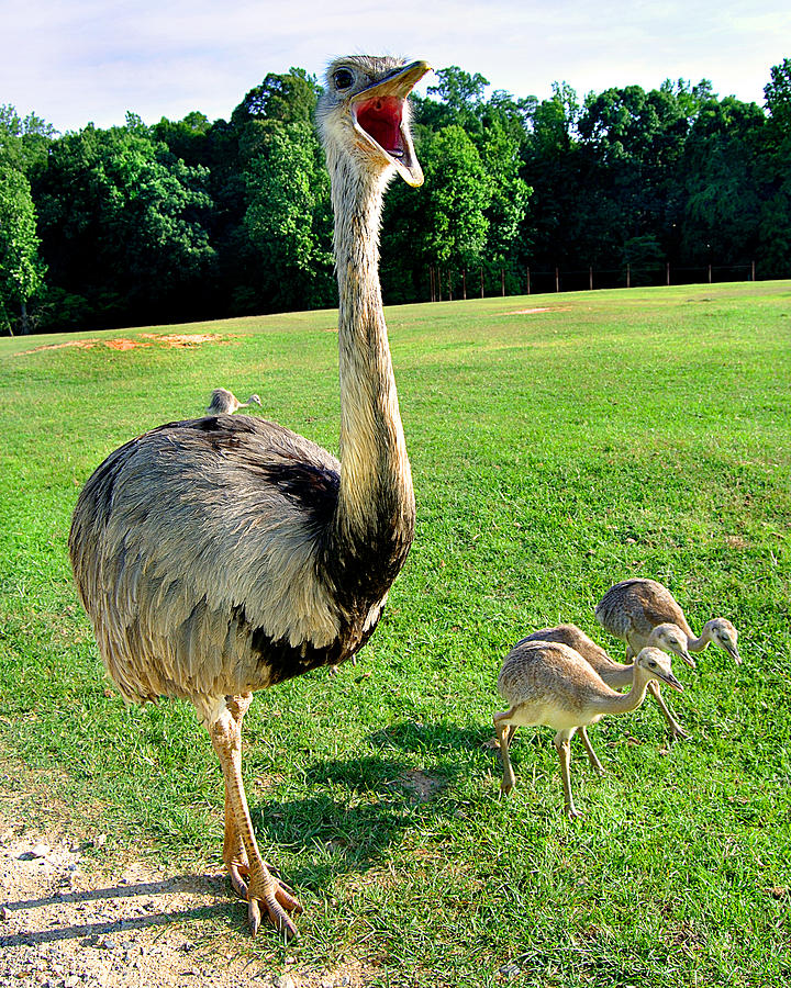 Mamma Mia Photograph by Eva House Fine Art America