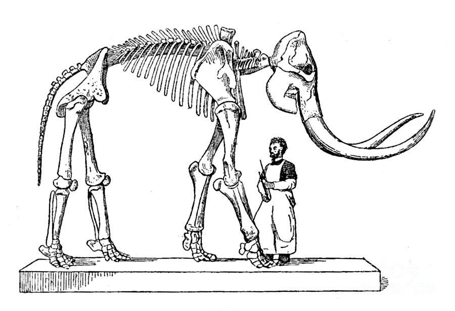 Mammoth, Cenozoic Mammal Photograph by Science Source