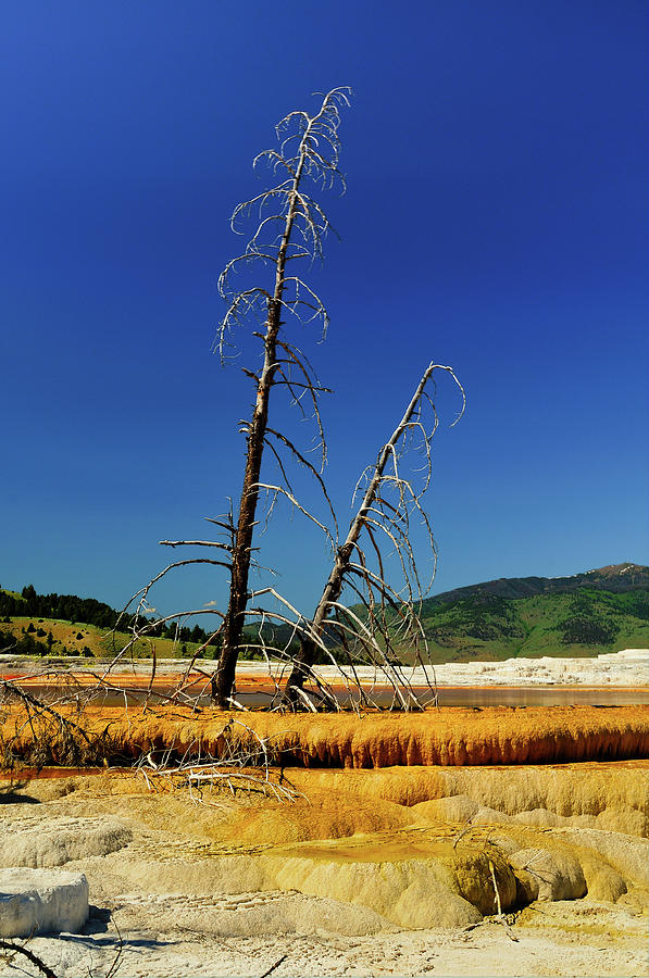 Yellowstone National Park Photograph - Mammoth Hot Springs by Greg Norrell