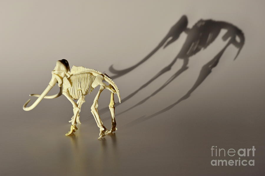 Mammoth skeleton Photograph by Sami Sarkis