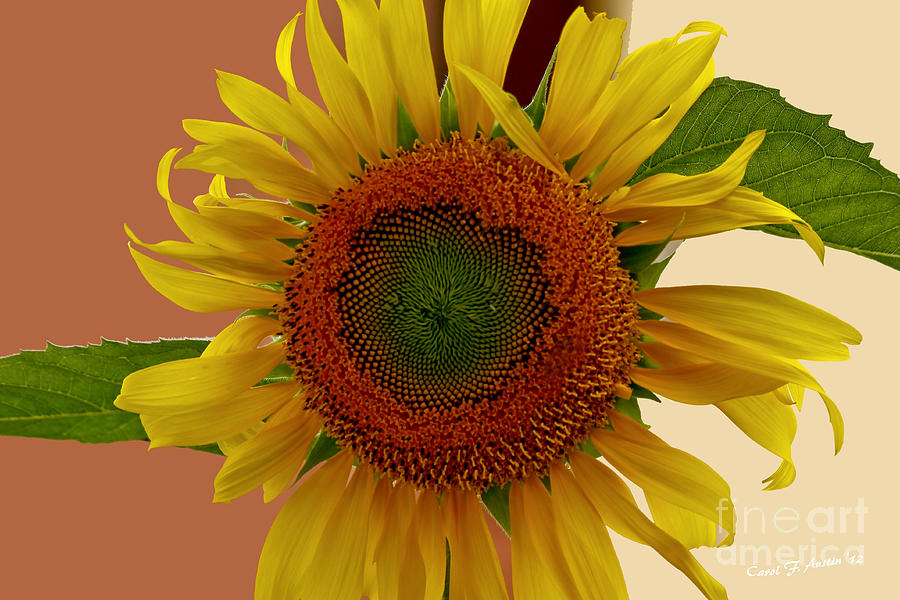 Sunflower Photograph - Mammoth Sunflower A Gift From Nature by Carol F Austin