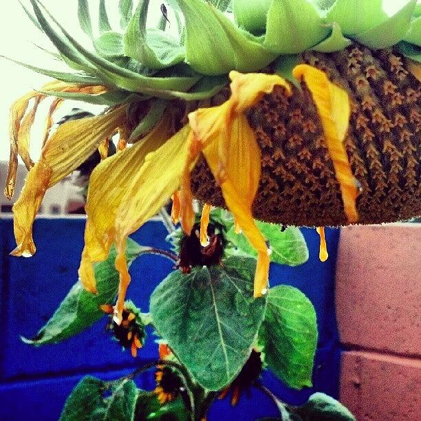 Sunflower Photograph - #mammoth #sunflower Head Heavy W/ by Holly Sharpe-moore