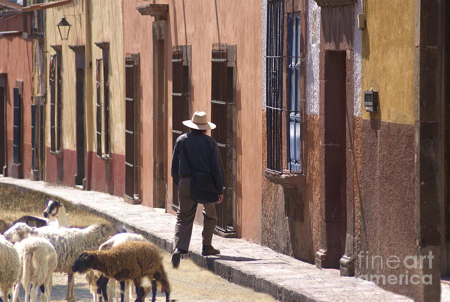 Sheep Photograph - Man Quits The Herd by John  Kolenberg