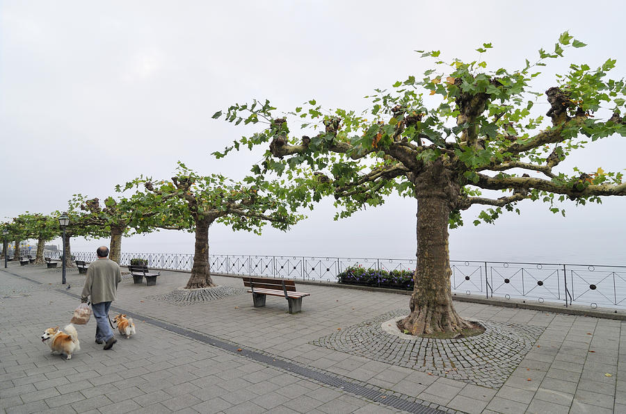Man with dog walking on empty promenade with trees Photograph by Matthias Hauser