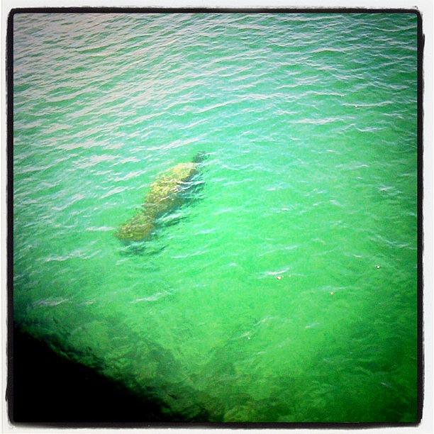 Pier Photograph - #manatee By The #pier #yesterday by Emily W