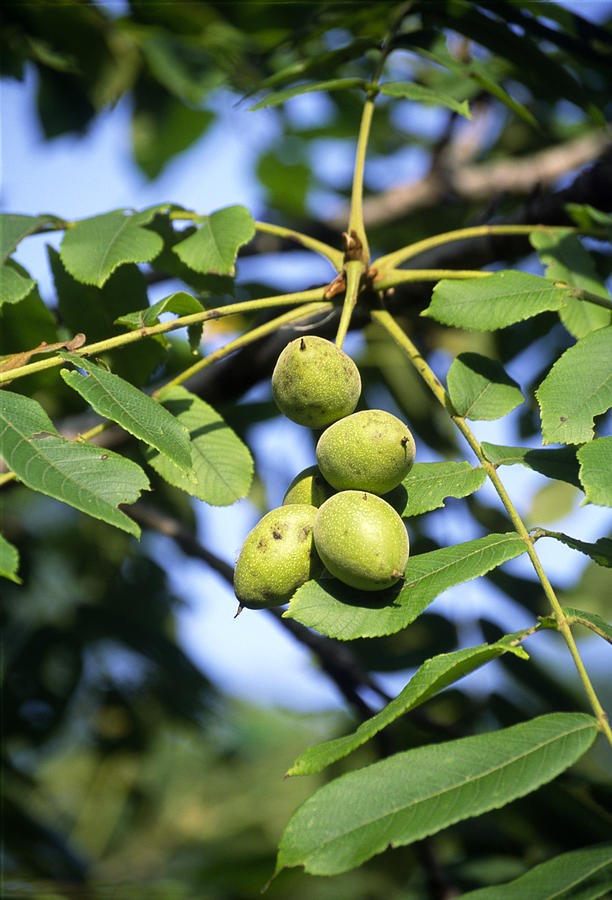 Nature Photograph - Manchurian Walnut Nuts by Dr. Nick Kurzenko