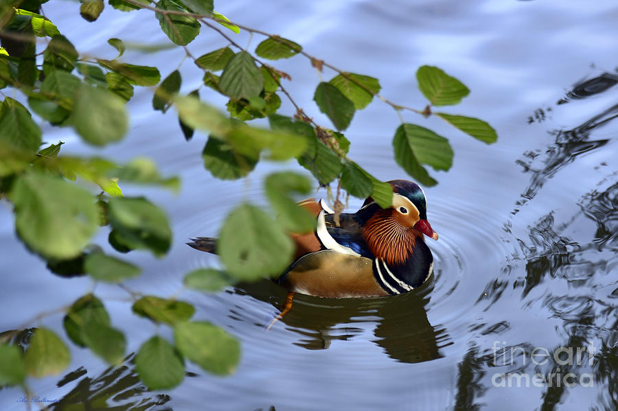 Mandarin Duck 02 Photograph by Arik Baltinester