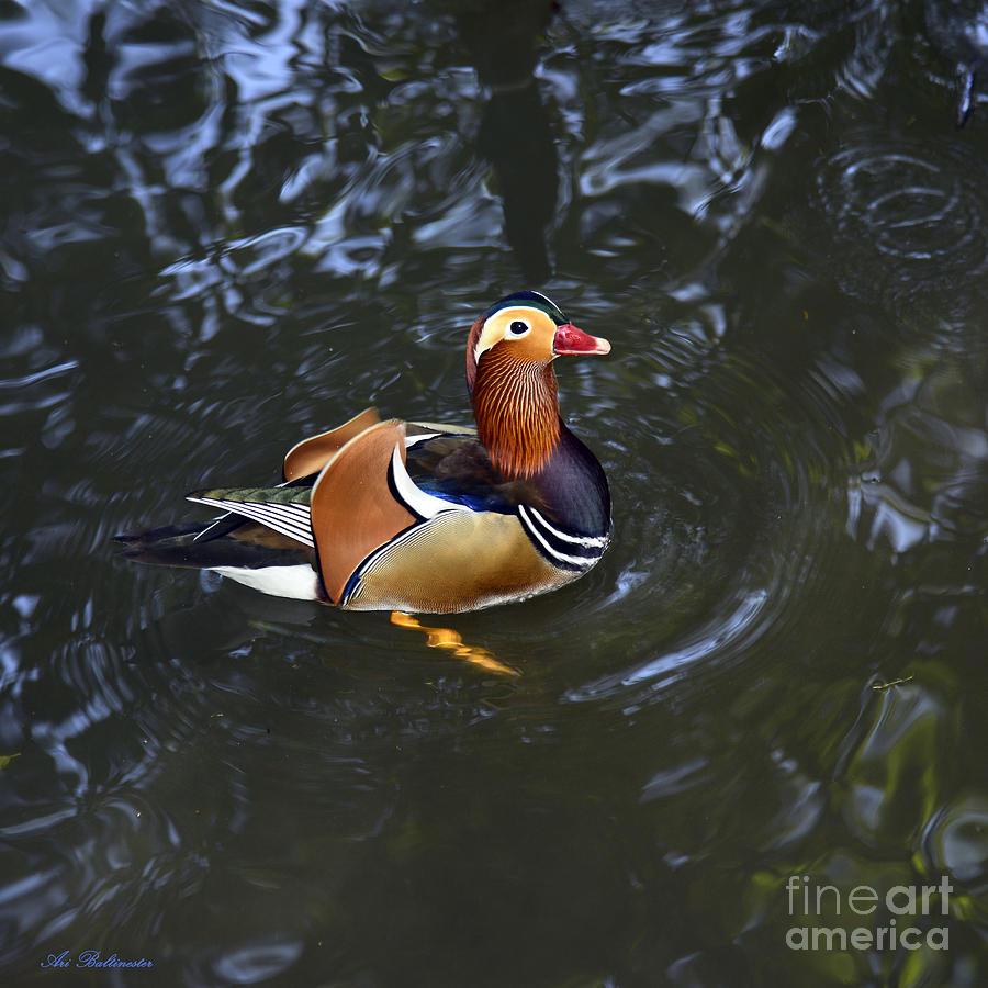 Mandarin Duck 03 Photograph by Arik Baltinester