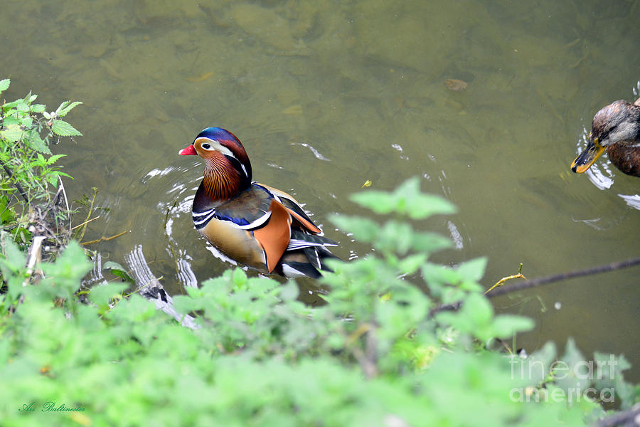 Mandarin Duck 05 Photograph by Arik Baltinester