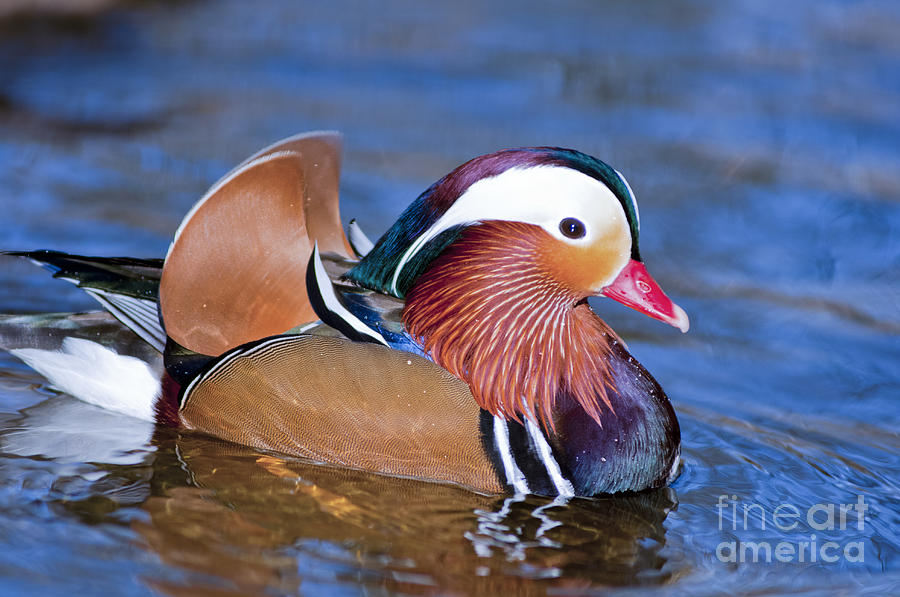 Animal Photograph - Mandarin duck by Andrew  Michael