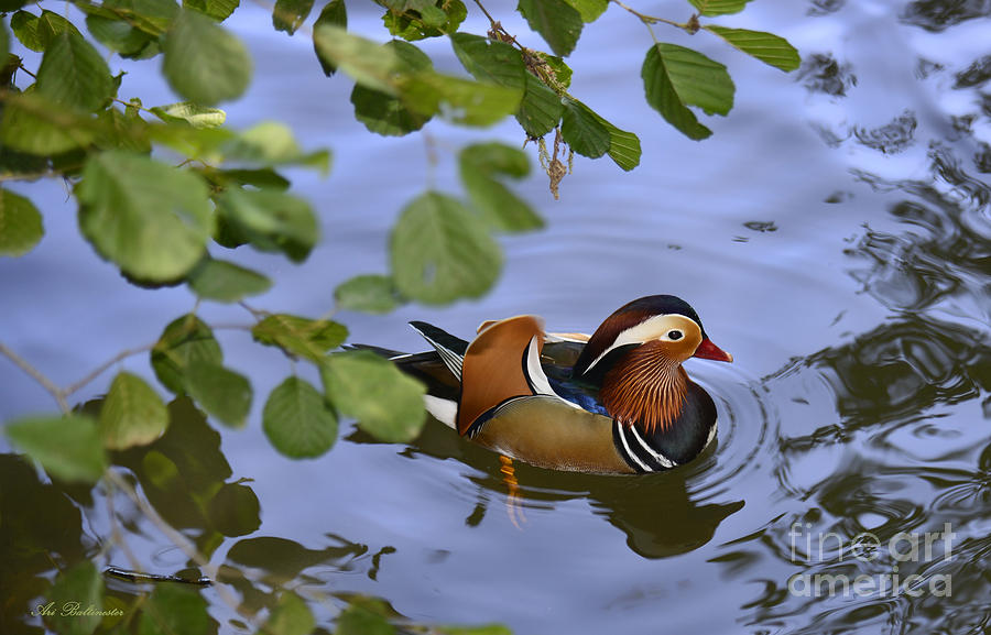 Duck Photograph - Mandarin Duck by Arik Baltinester