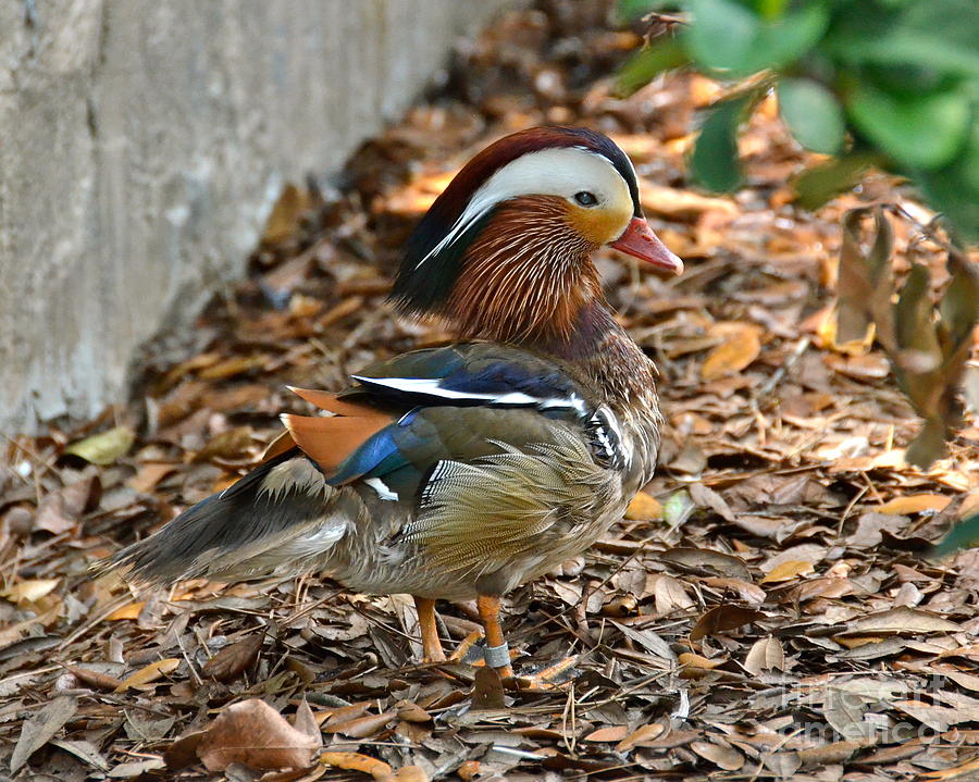 Mandarin Duck Photograph by Carol  Bradley