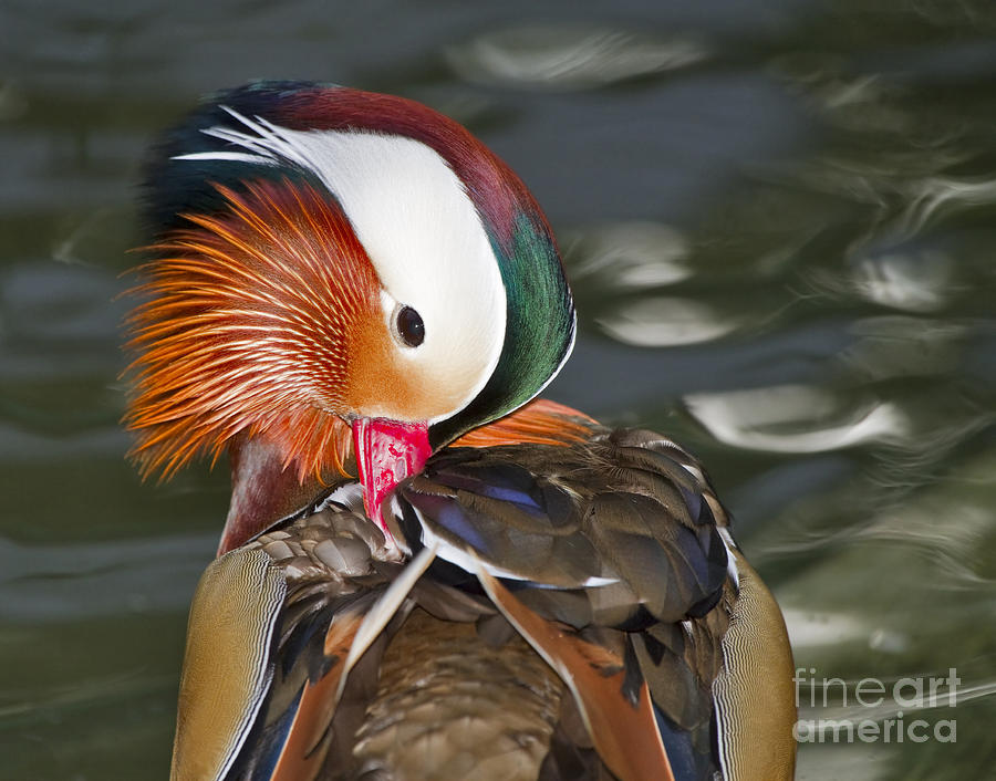 Mandarin Duck grooming his bright feathers Photograph by Louise Heusinkveld