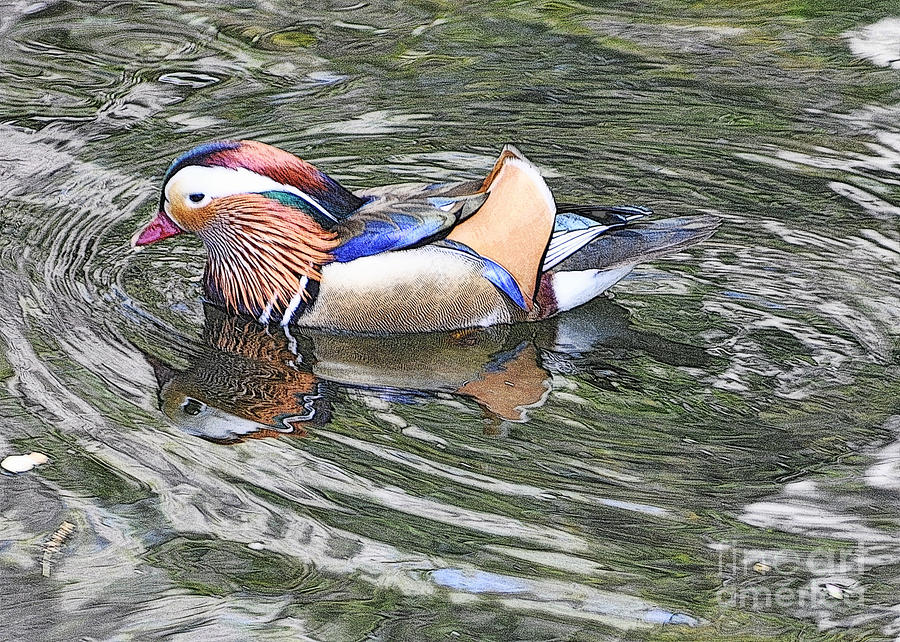Duck Photograph - Mandarin Duck  by Lydia Holly
