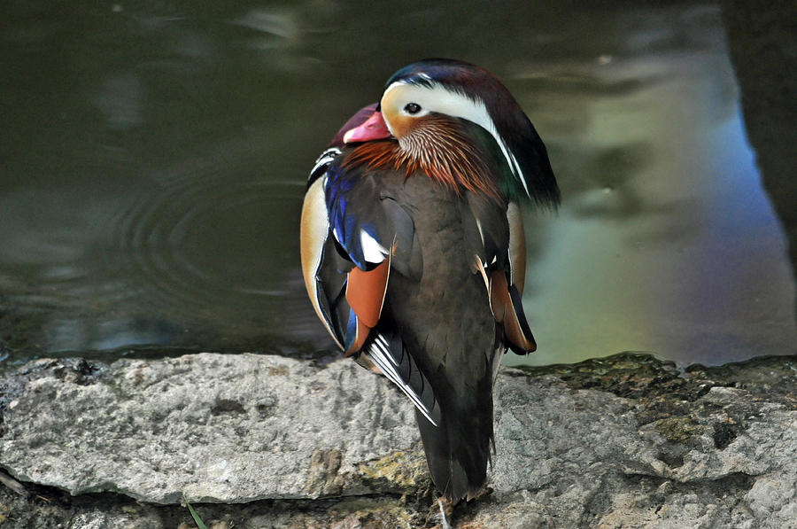 Mandarin Duck Photograph by Teresa Blanton