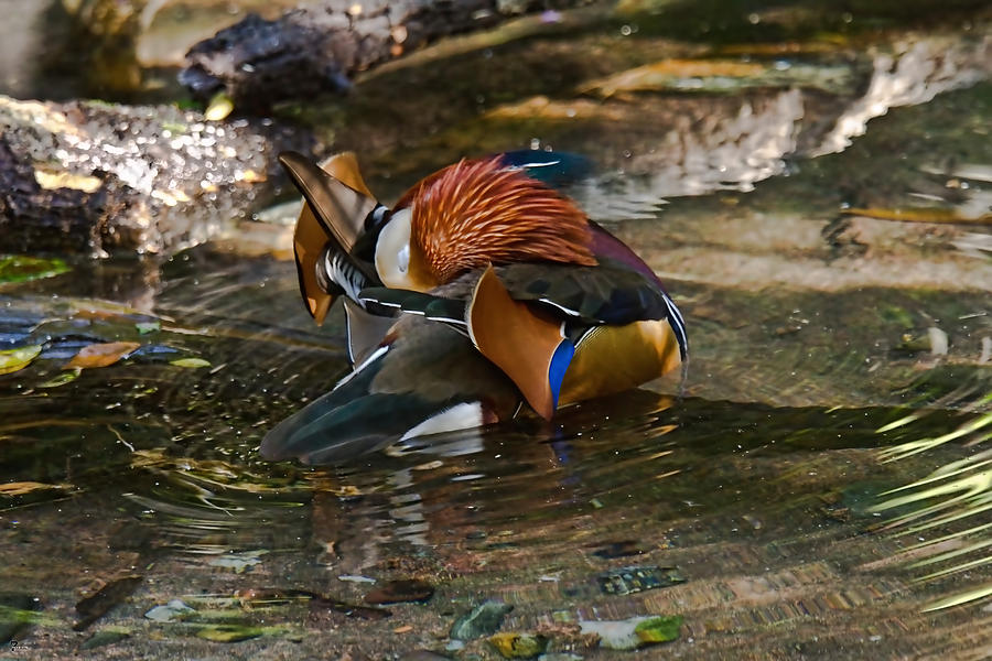 Mandarin Wood Duck Photograph by Jason Blalock