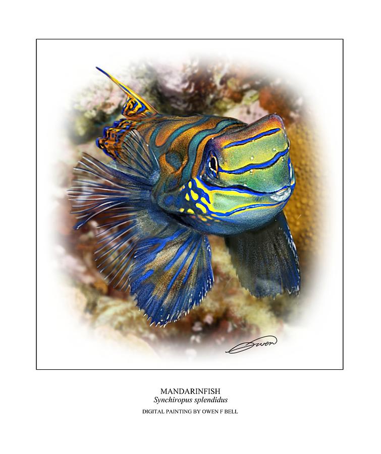 Mandarinfish 1 Digital Art by Owen Bell