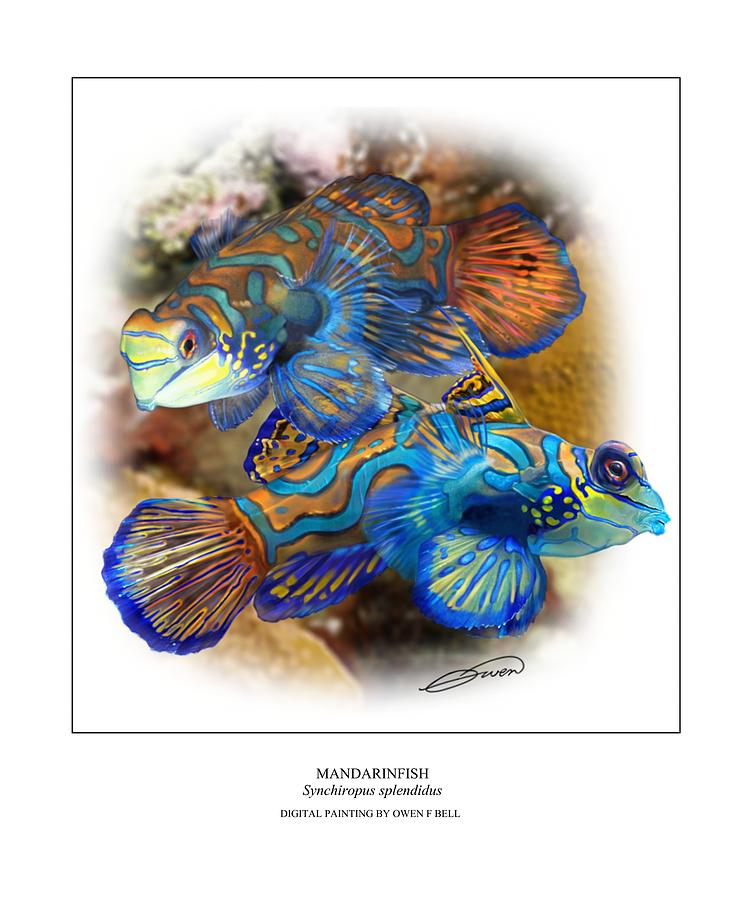 Mandarinfish 2 Digital Art by Owen Bell