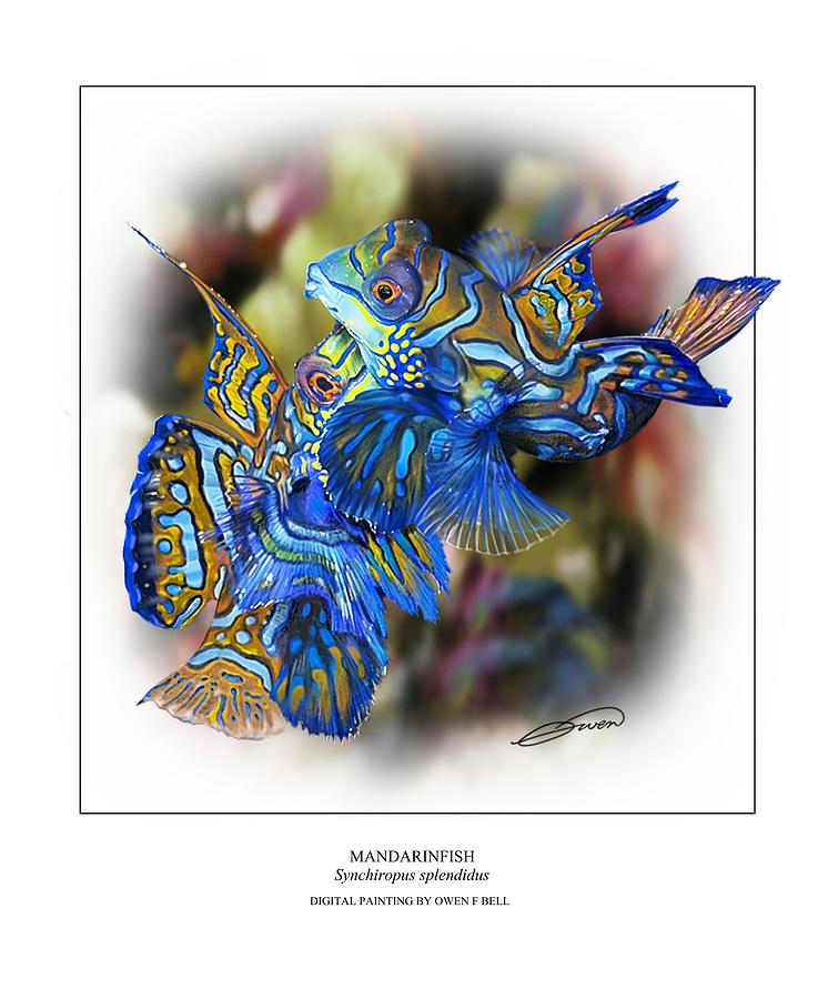 Mandarinfish 3 Digital Art by Owen Bell