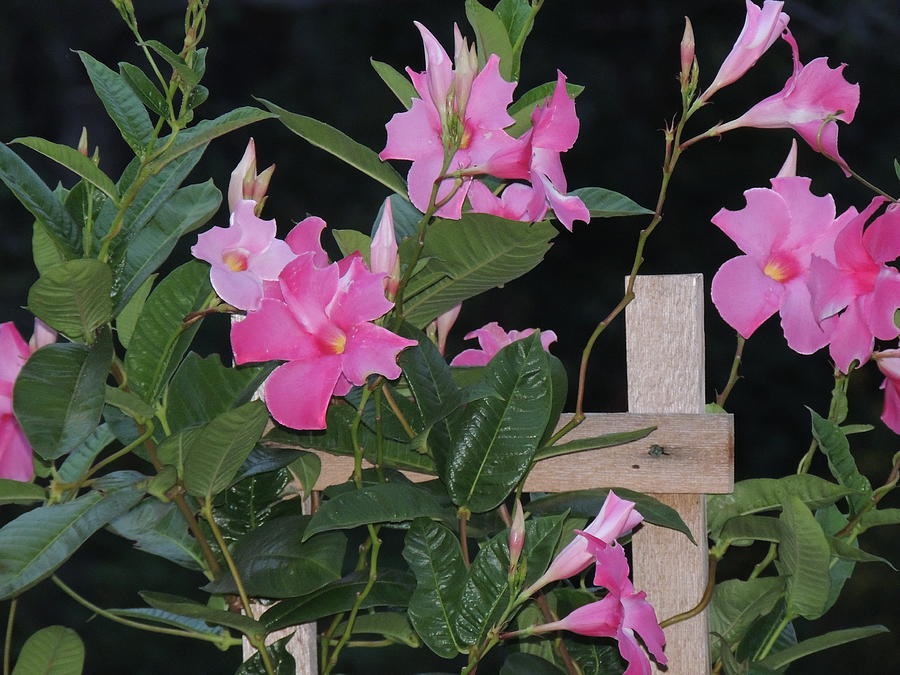 Mandevilla Night Photograph by Sandra Wright Fine Art America