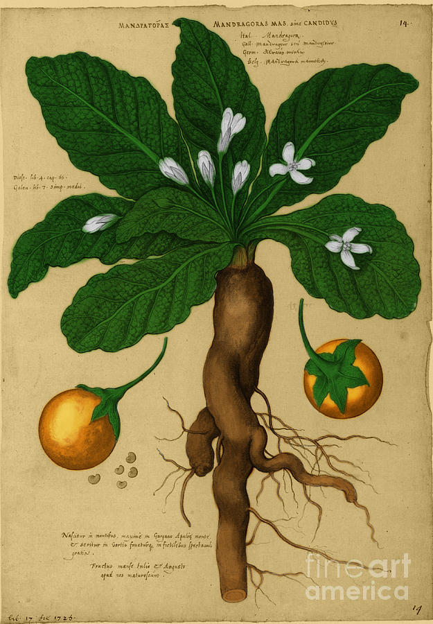 Mandrake Root, Alchemy Plant Photograph by Science Source